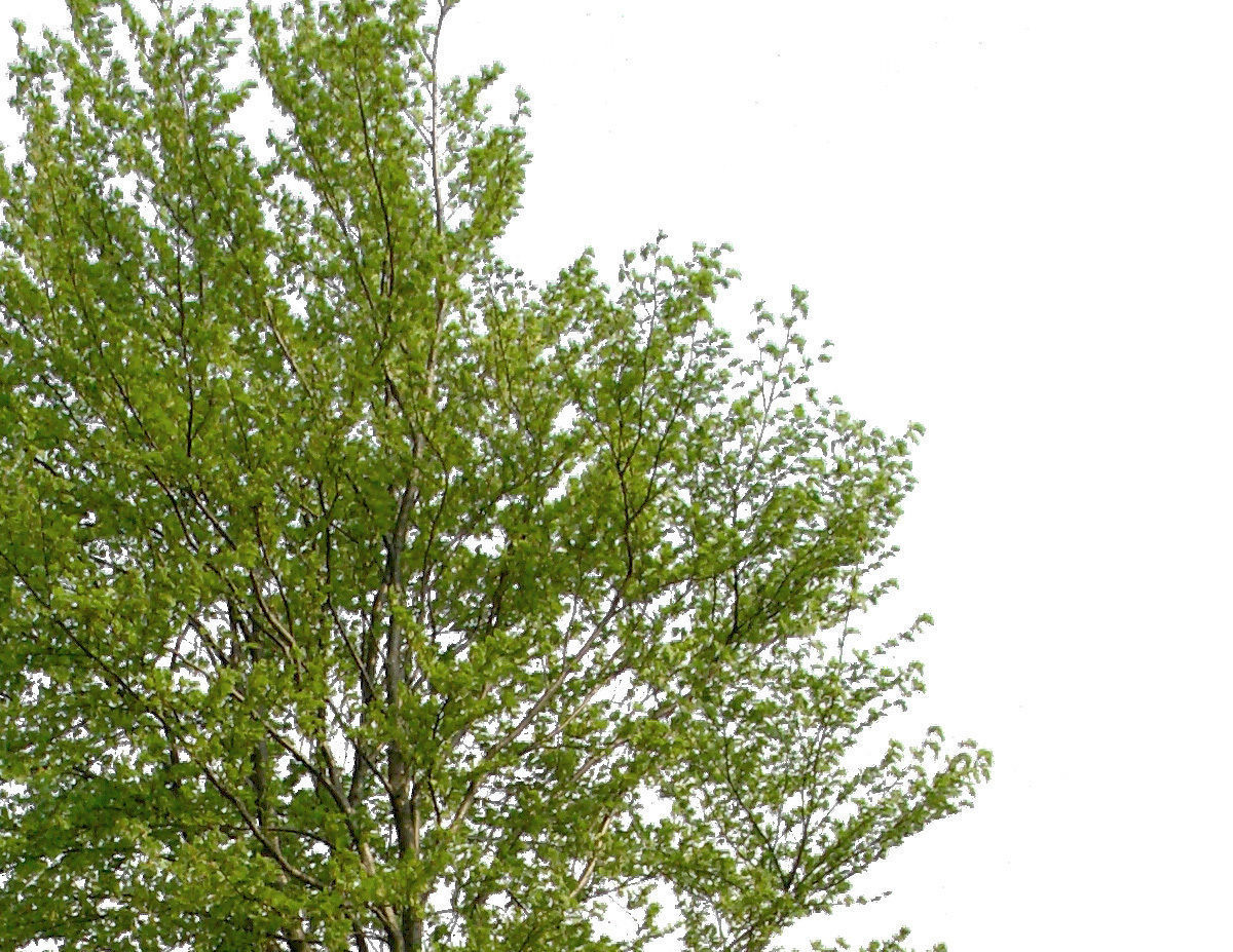 83 Cutout Trees Collection Texture_13