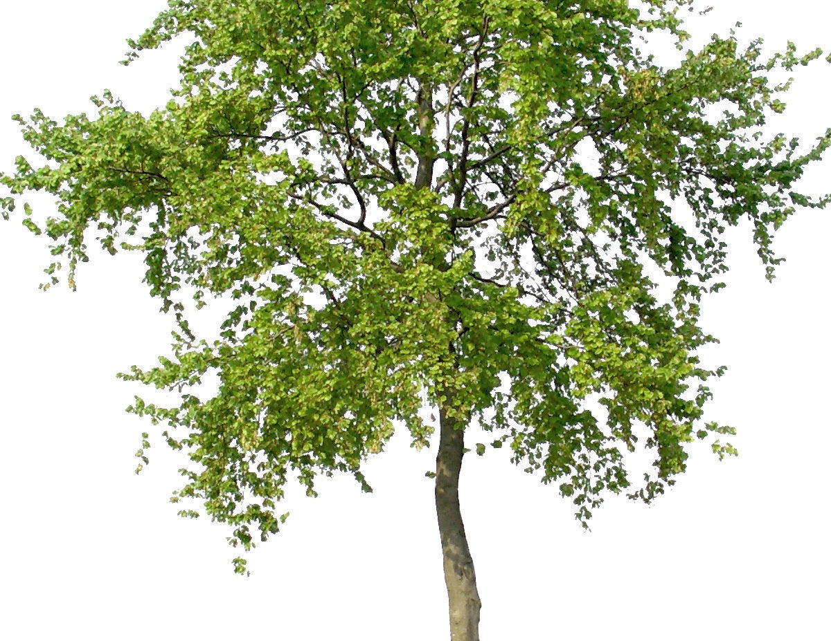 83 Cutout Trees Collection Texture_5