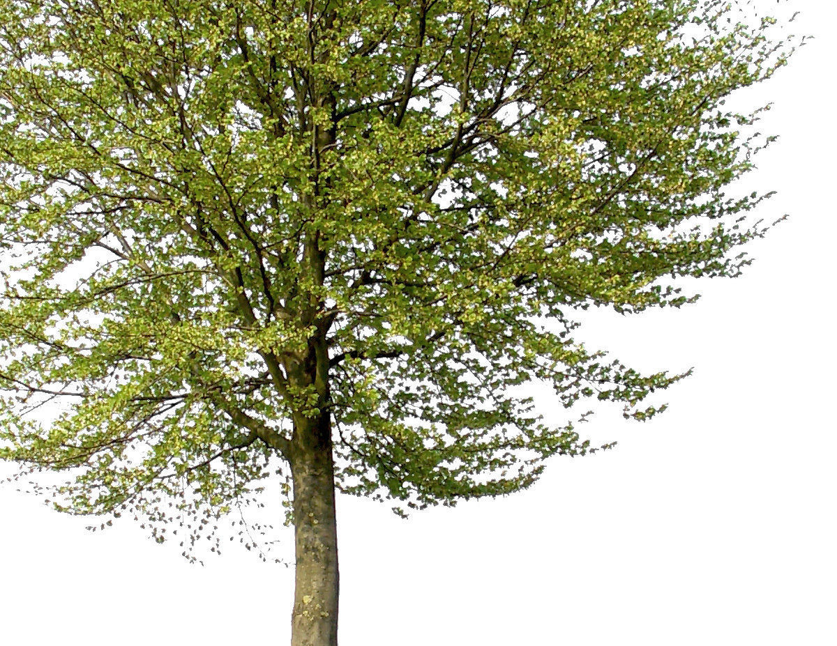 83 Cutout Trees Collection Texture_9