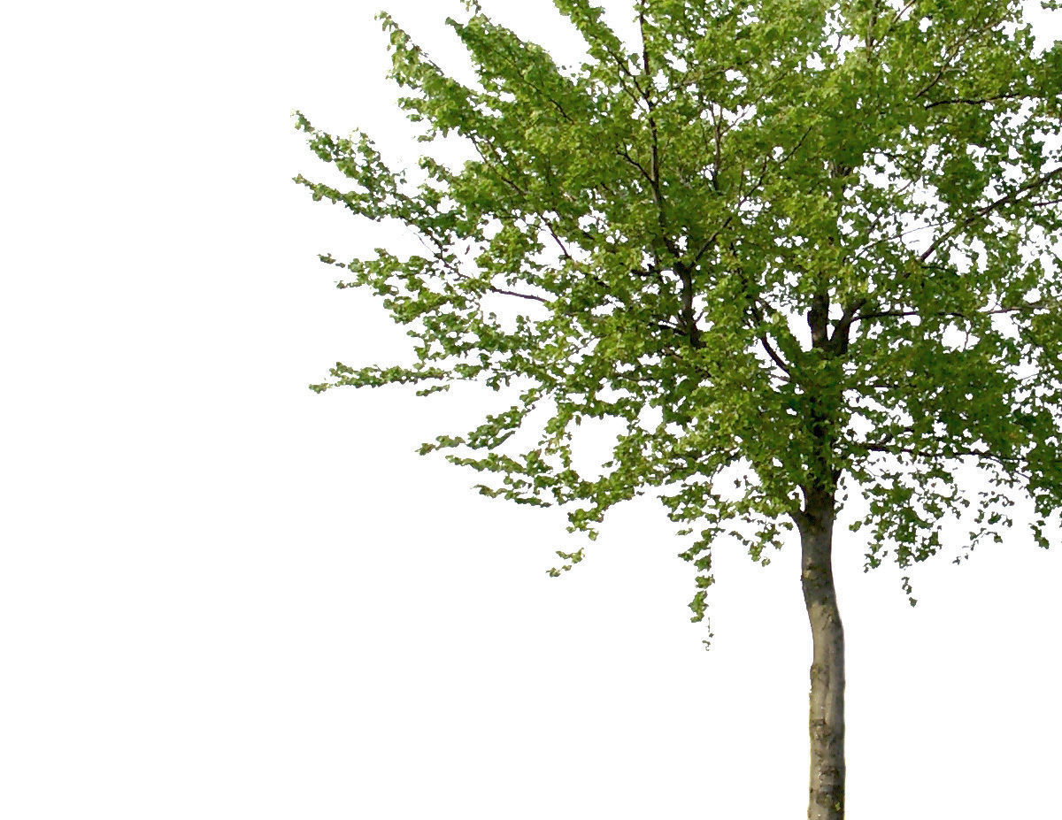 83 Cutout Trees Collection Texture_16