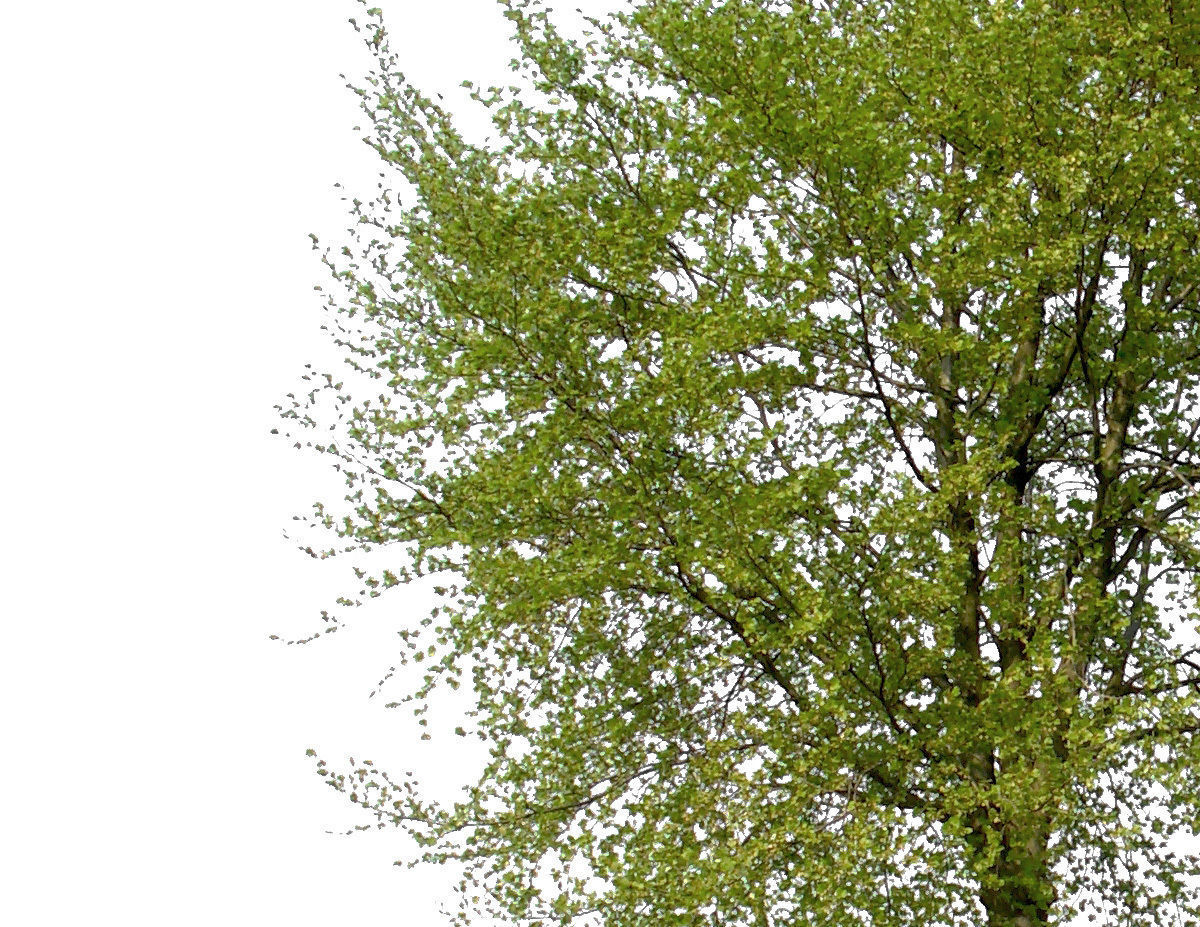 83 Cutout Trees Collection Texture_8