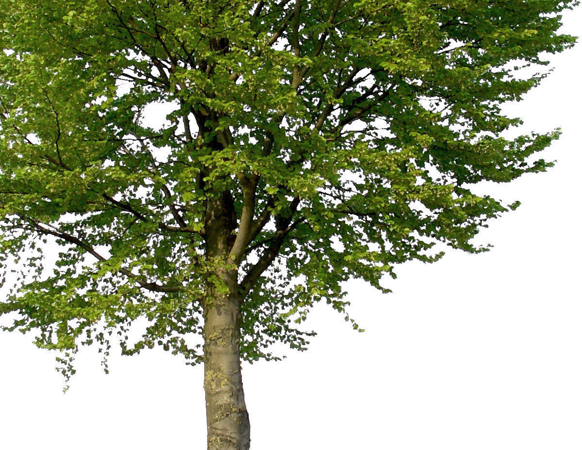 83 Cutout Trees Collection Texture_21