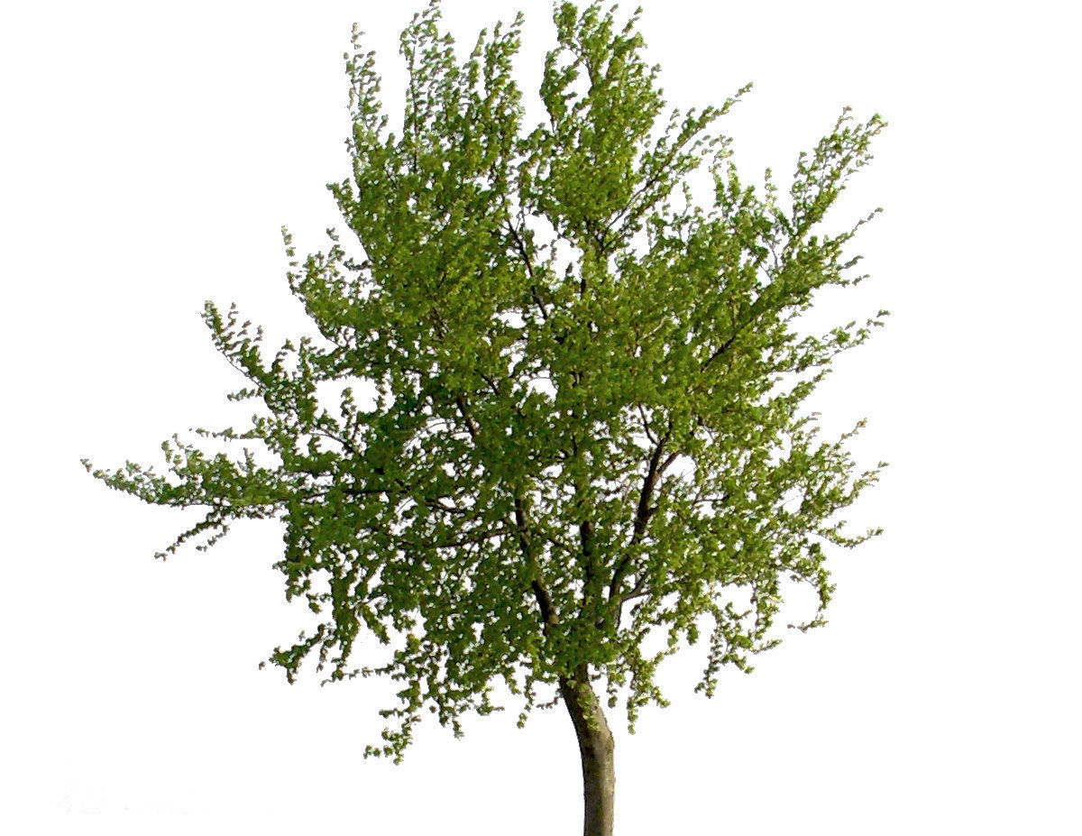 83 Cutout Trees Collection Texture_4