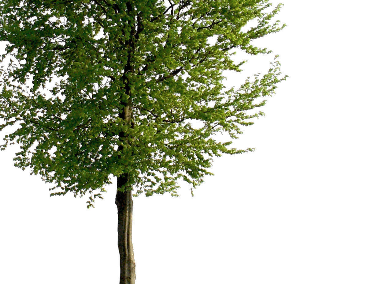 83 Cutout Trees Collection Texture_6