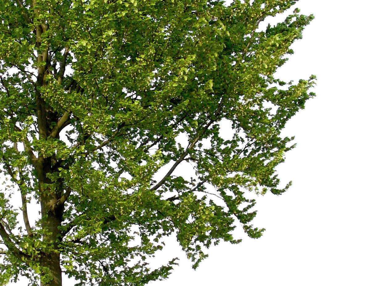 83 Cutout Trees Collection Texture_10