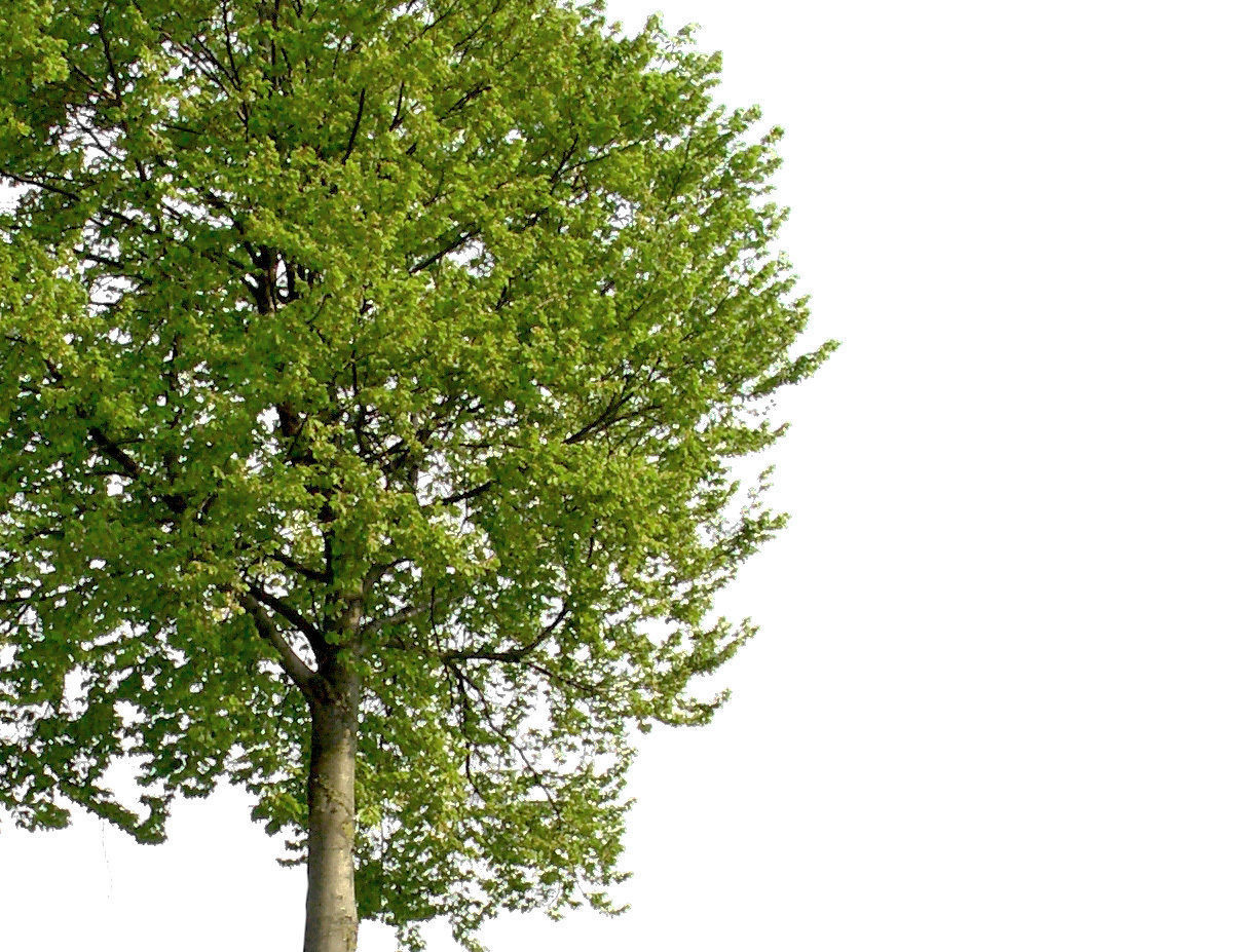 83 Cutout Trees Collection Texture_17