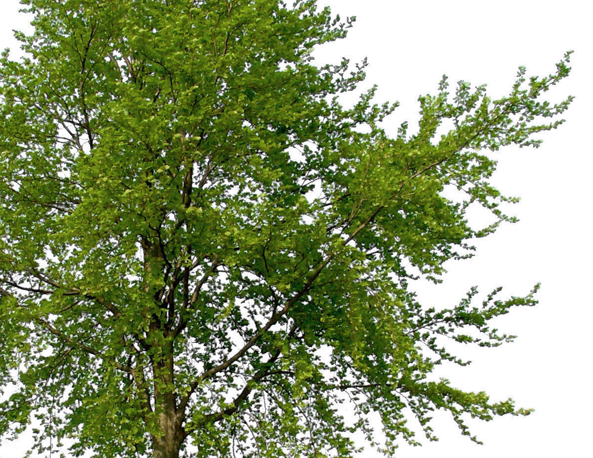 83 Cutout Trees Collection Texture_3