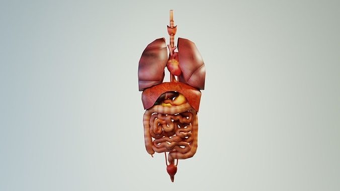 Human  Internal Organs  Low-poly 3D model
