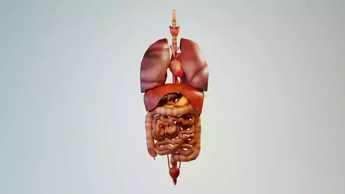 Human  Internal Organs  Low-poly 3D model
