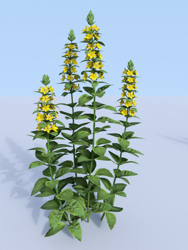 Dotted loosestrife Lysimachia punctata 3D model_2