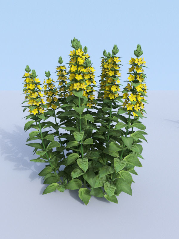 Dotted loosestrife Lysimachia punctata 3D model_8