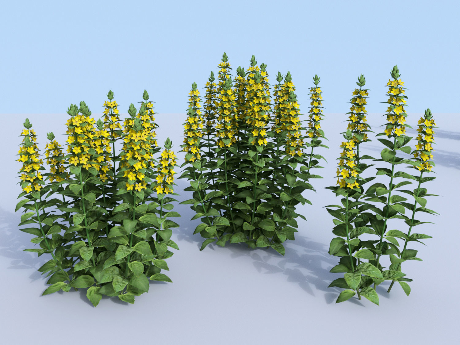 Dotted loosestrife Lysimachia punctata 3D model_0