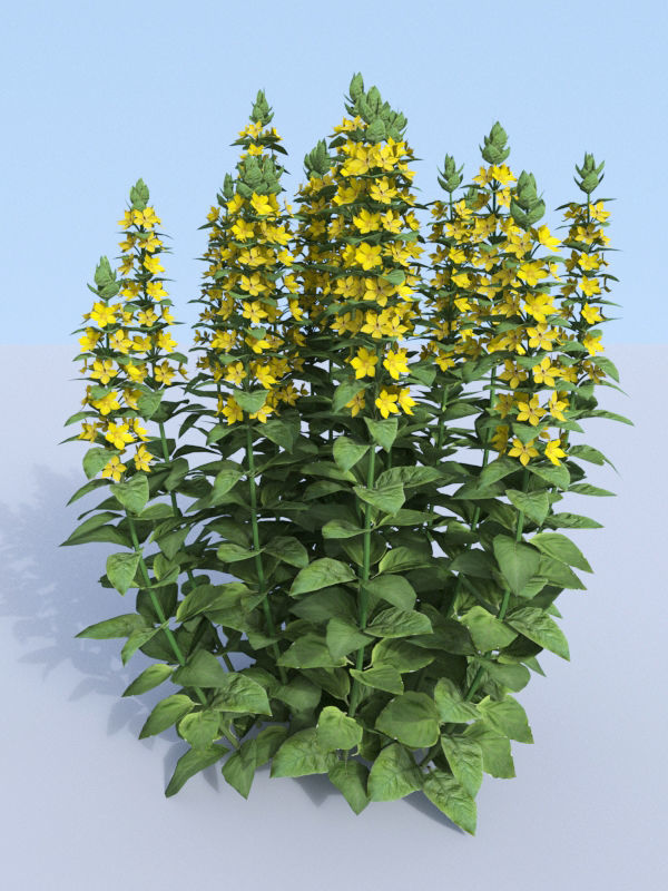 Dotted loosestrife Lysimachia punctata 3D model_10
