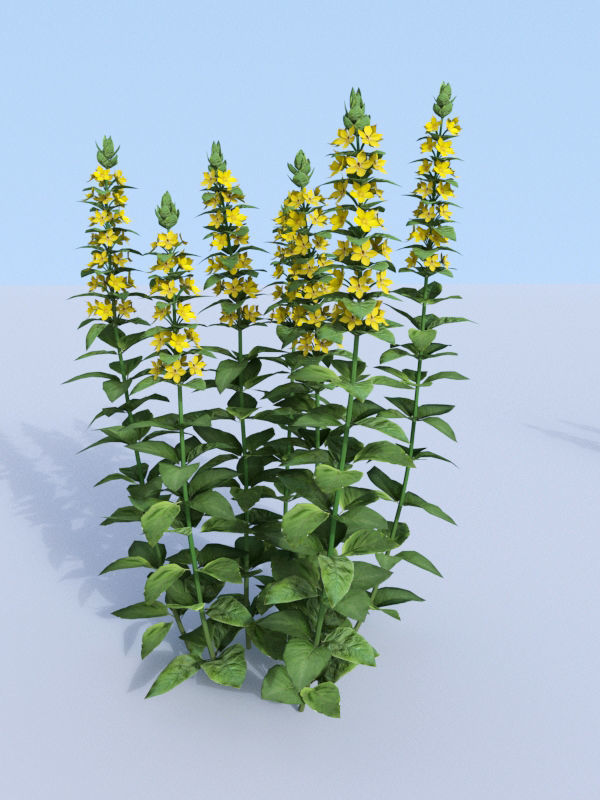 Dotted loosestrife Lysimachia punctata 3D model_4