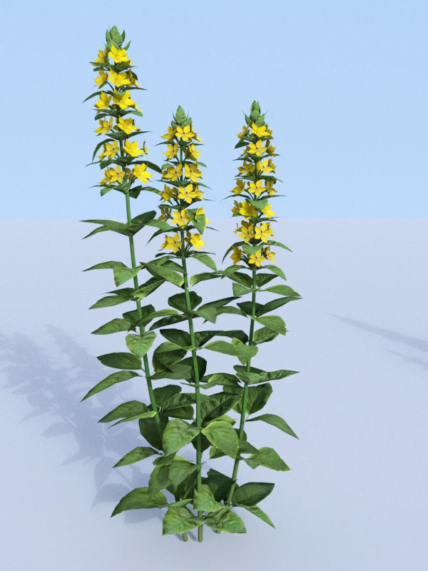 Dotted loosestrife Lysimachia punctata 3D model_1