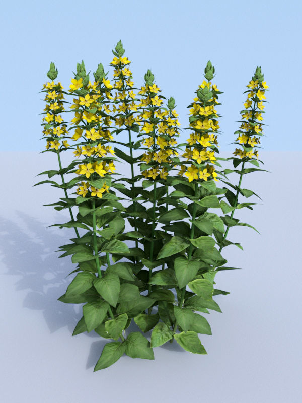 Dotted loosestrife Lysimachia punctata 3D model_6