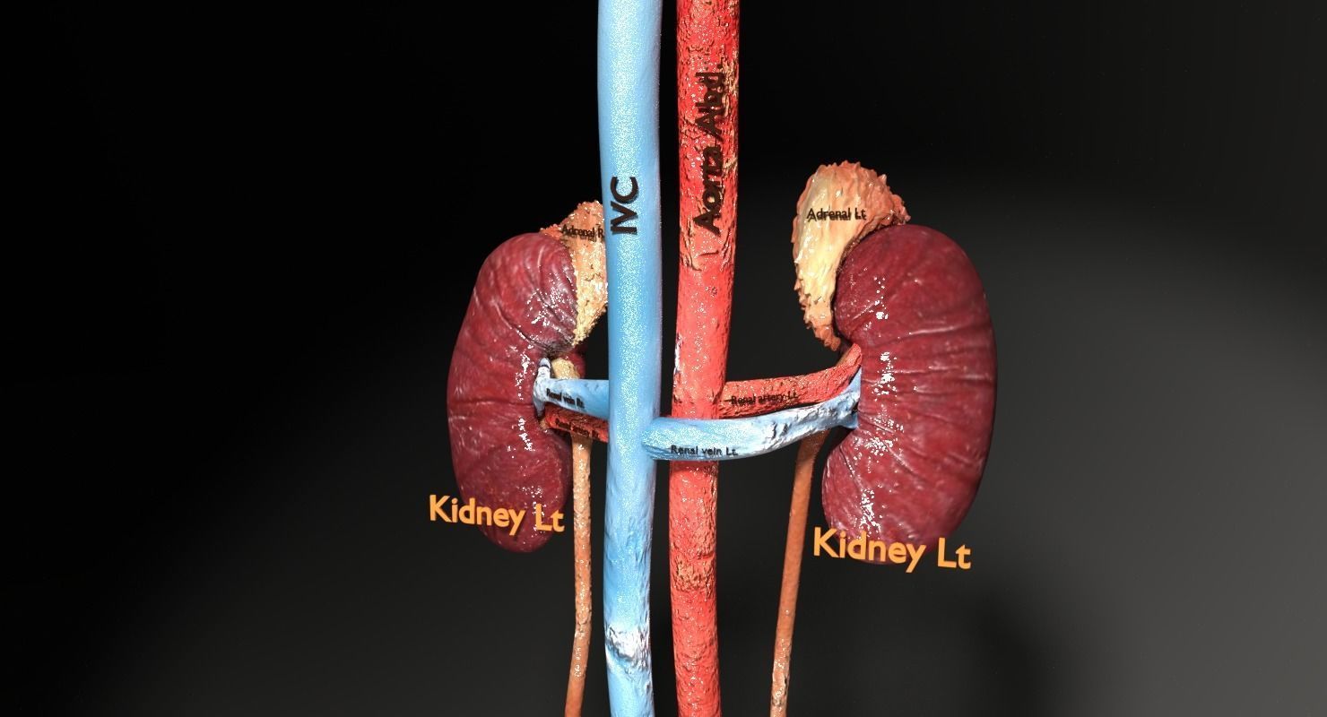 Genito-urinary tract male 3D model  3D model_2