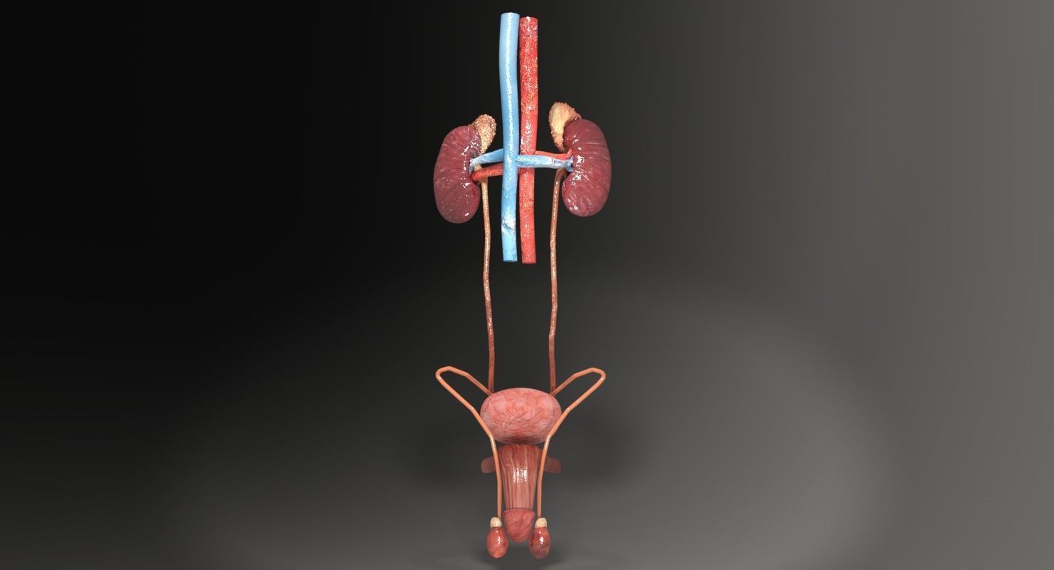 Genito-urinary tract male 3D model  3D model_10