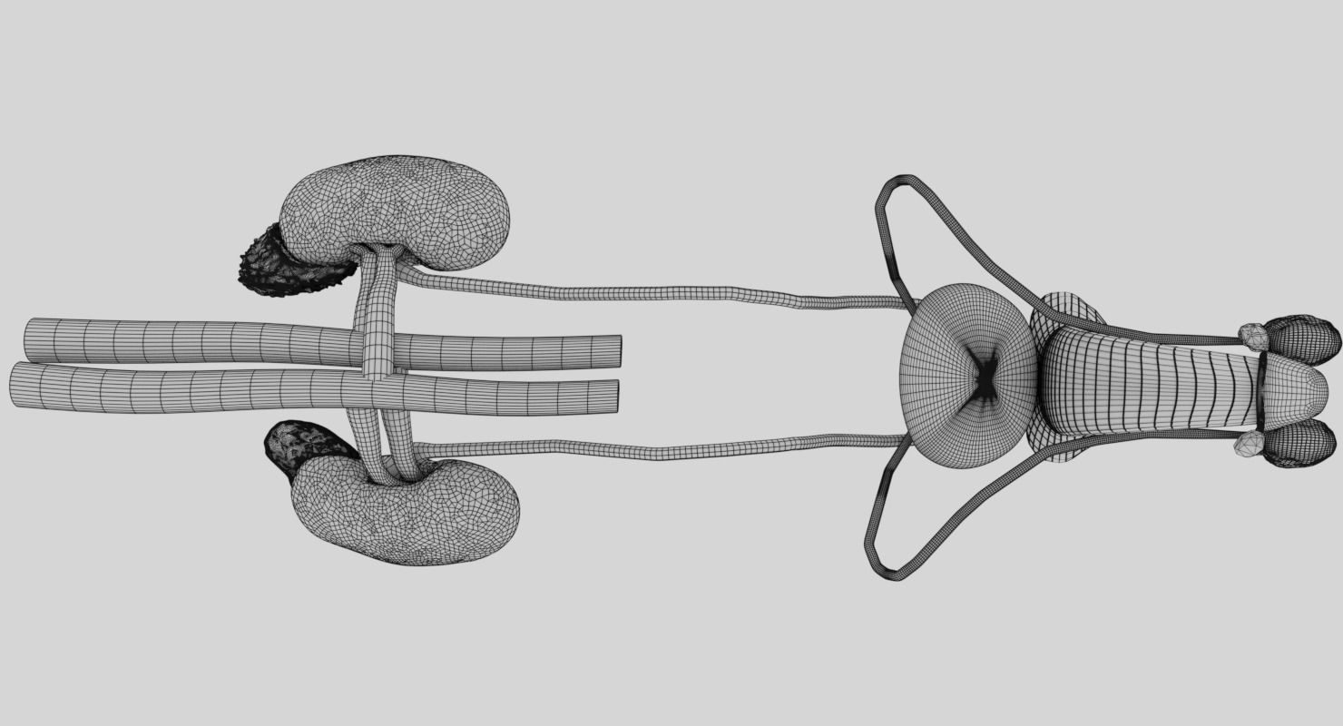 Genito-urinary tract male 3D model  3D model_18