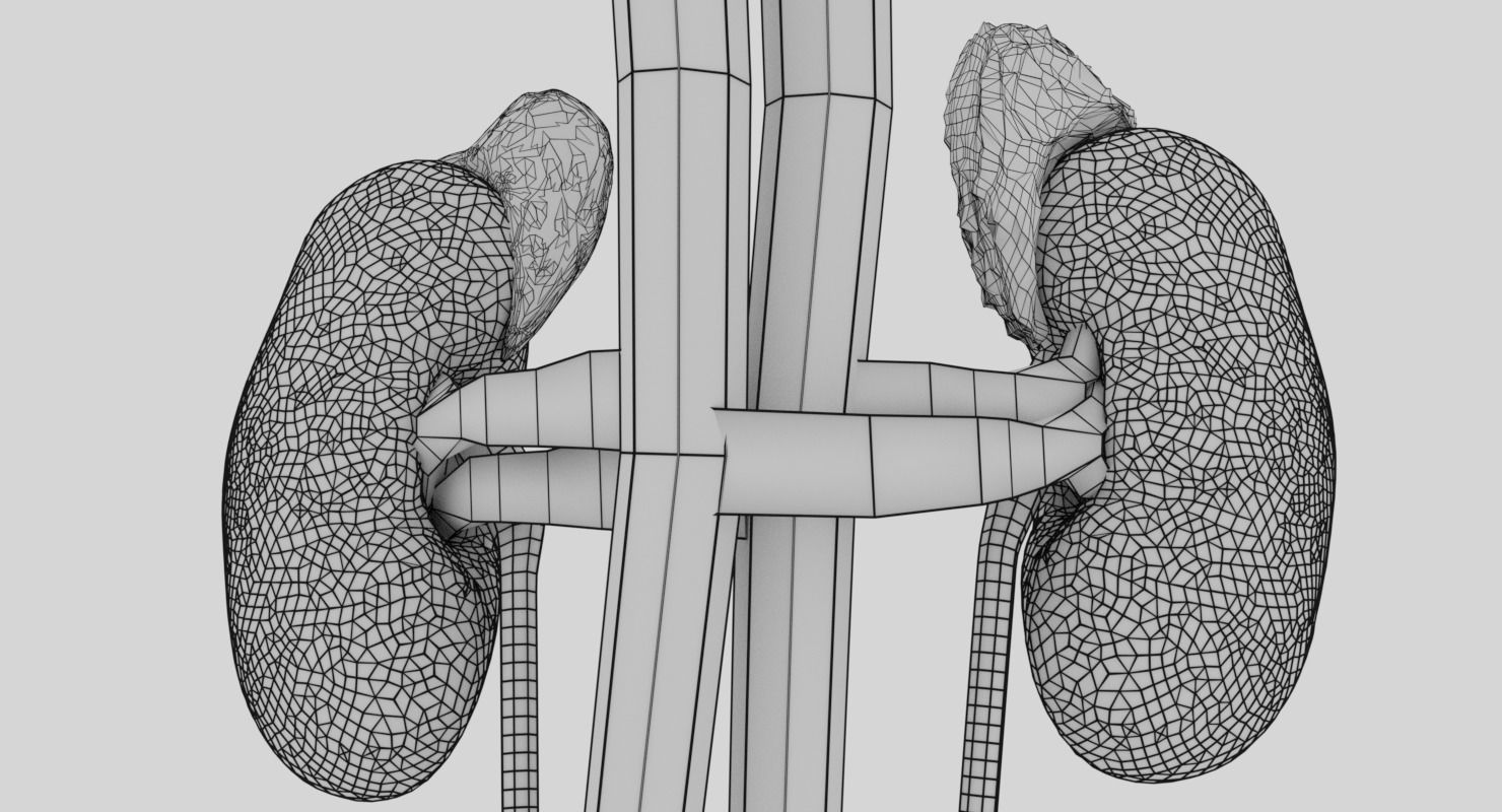 Genito-urinary tract male 3D model  3D model_22