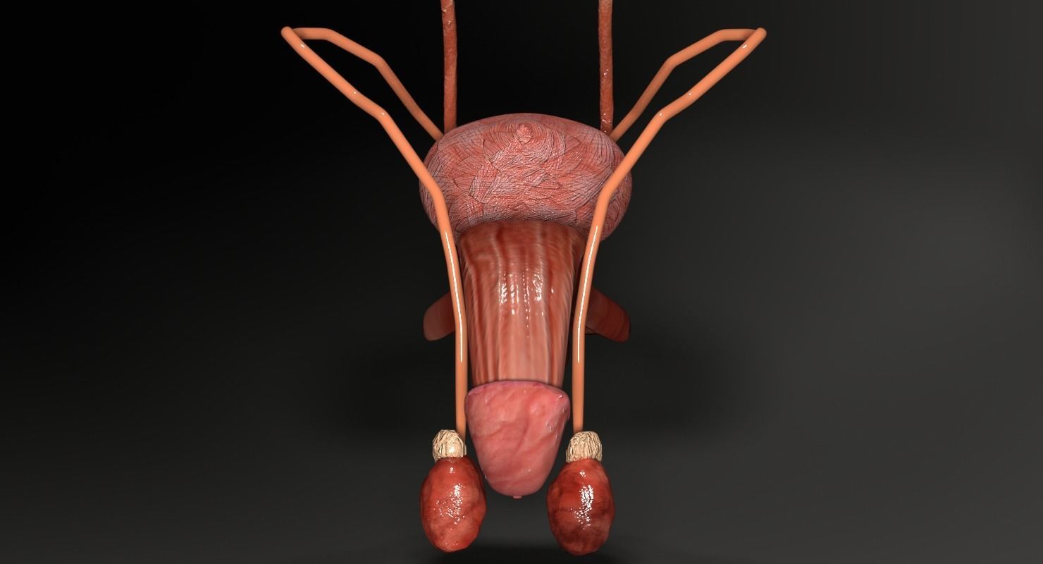 Genito-urinary tract male 3D model  3D model_13