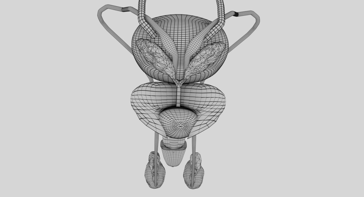 Genito-urinary tract male 3D model  3D model_25
