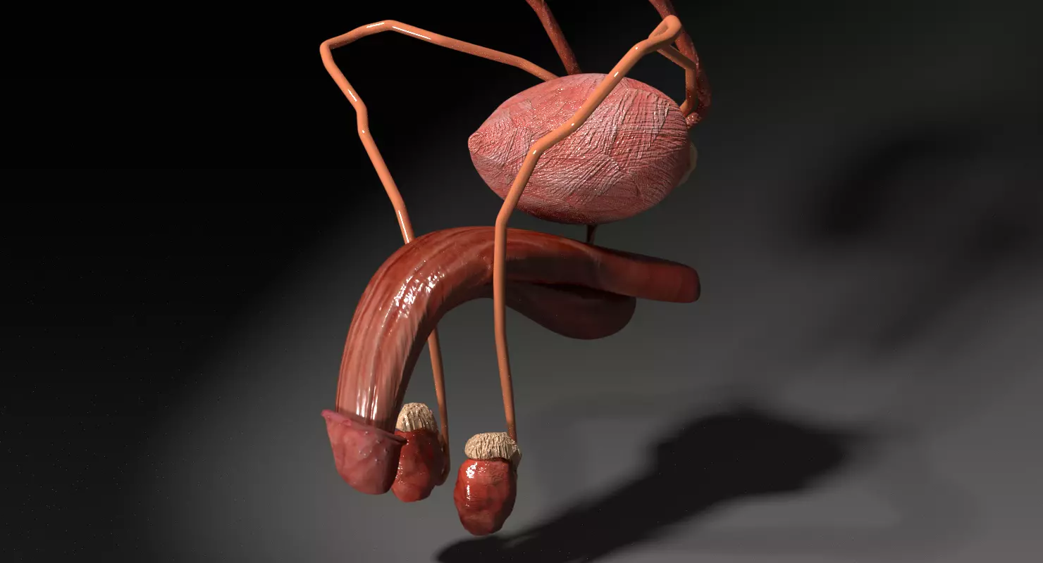 Genito-urinary tract male 3D model  3D model_0