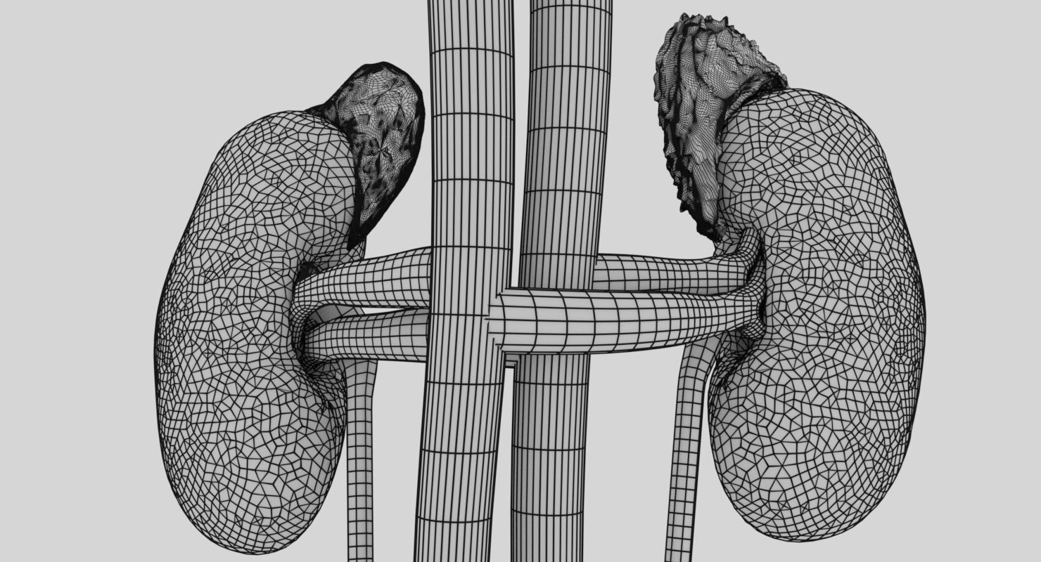 Genito-urinary tract male 3D model  3D model_21