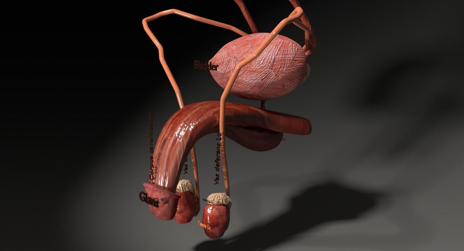 Genito-urinary tract male 3D model  3D model_16