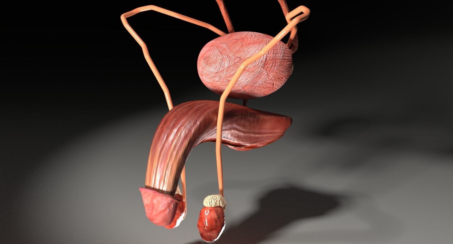 Genito-urinary tract male 3D model  3D model_17