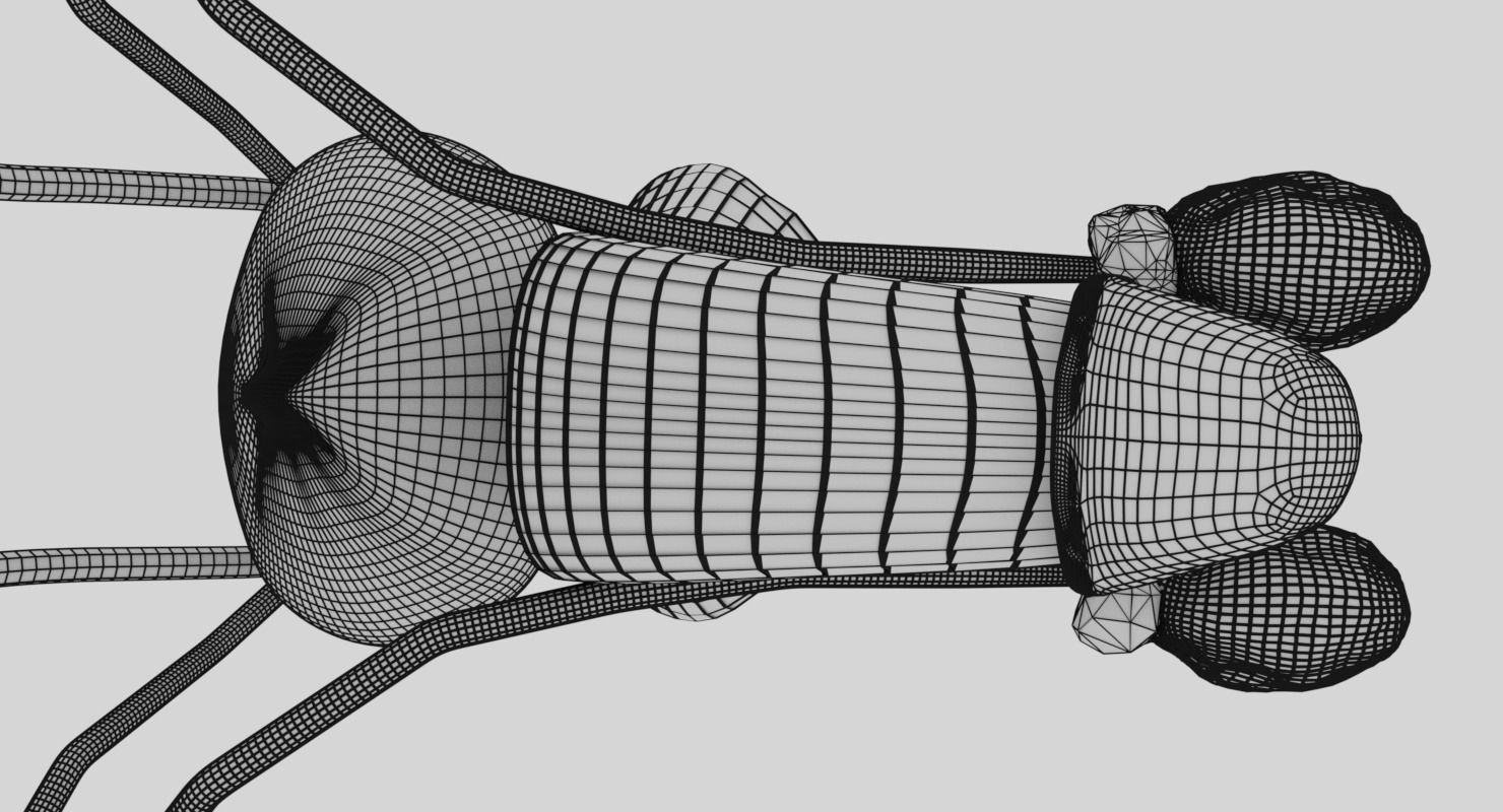 Genito-urinary tract male 3D model  3D model_19