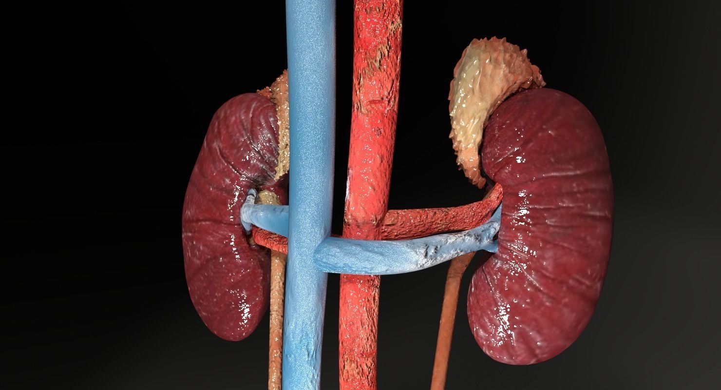 Genito-urinary tract male 3D model  3D model_11