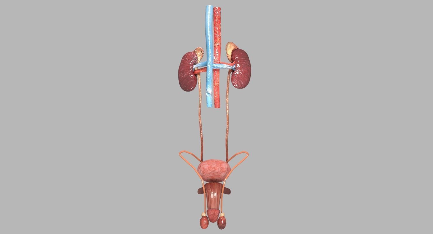 Genito-urinary tract male 3D model  3D model_9