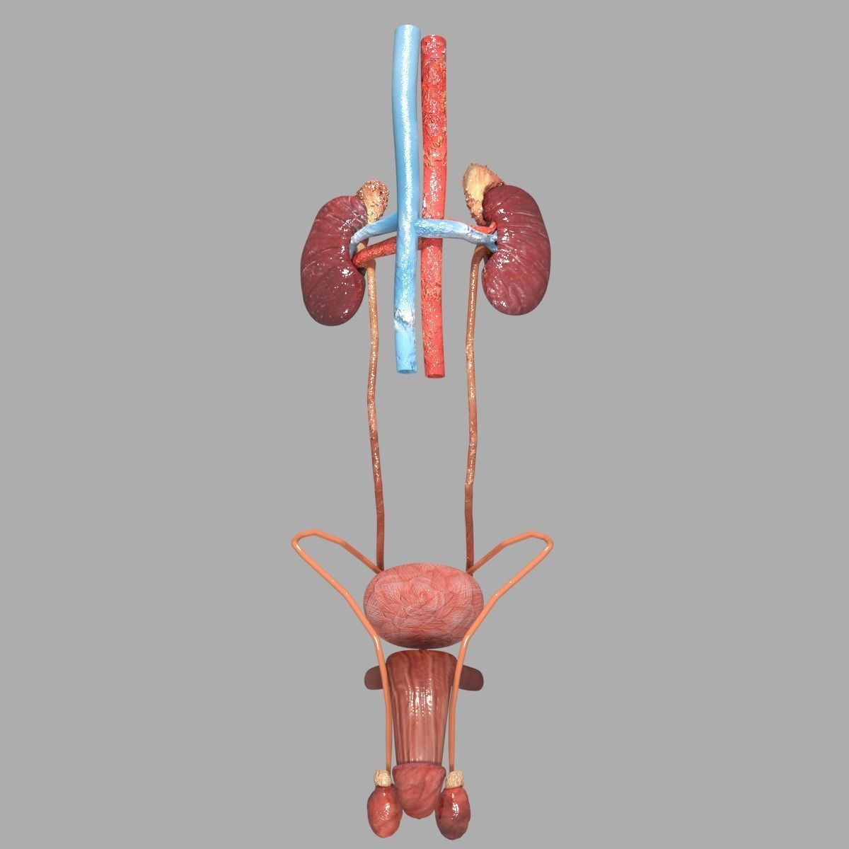 Genito-urinary tract male 3D model  3D model_5