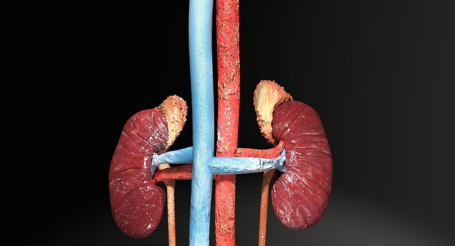 Genito-urinary tract male 3D model  3D model_14