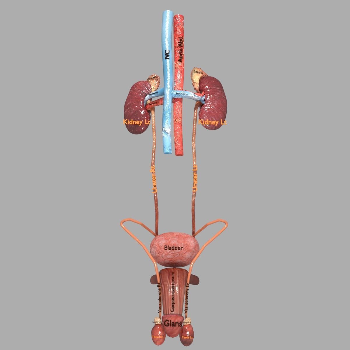Genito-urinary tract male 3D model  3D model_7