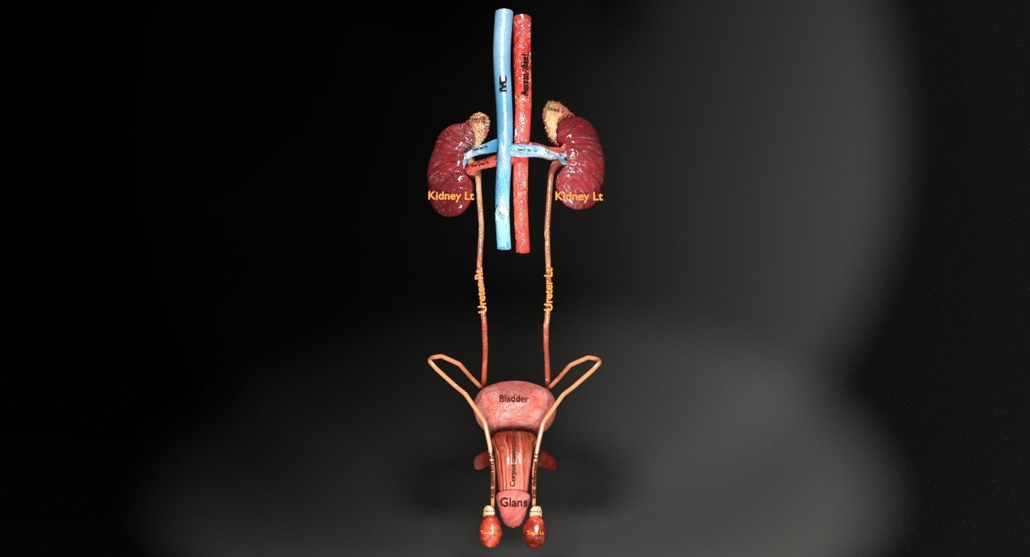 Genito-urinary tract male 3D model  3D model_12