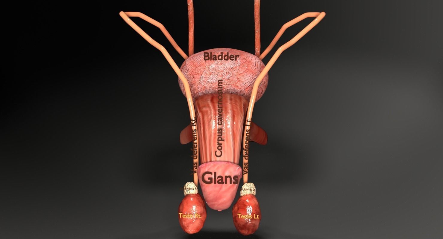 Genito-urinary tract male 3D model  3D model_4