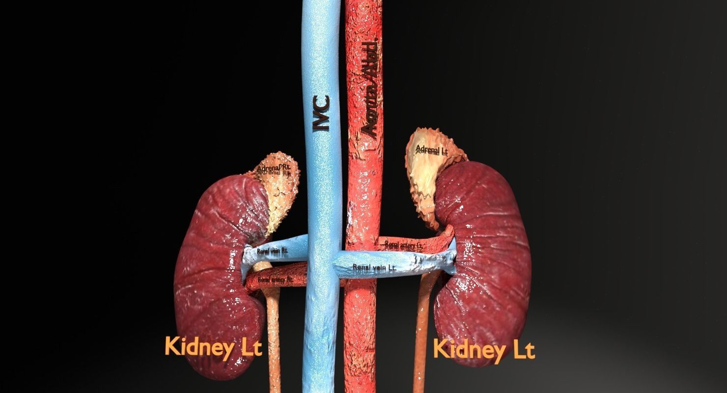 Genito-urinary tract male 3D model  3D model_15