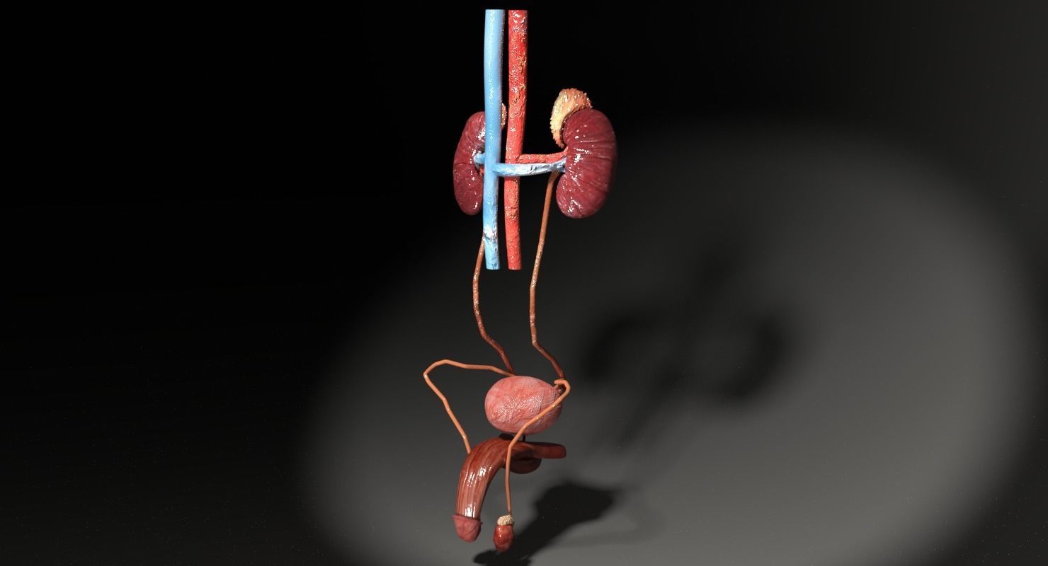 Genito-urinary tract male 3D model  3D model_3