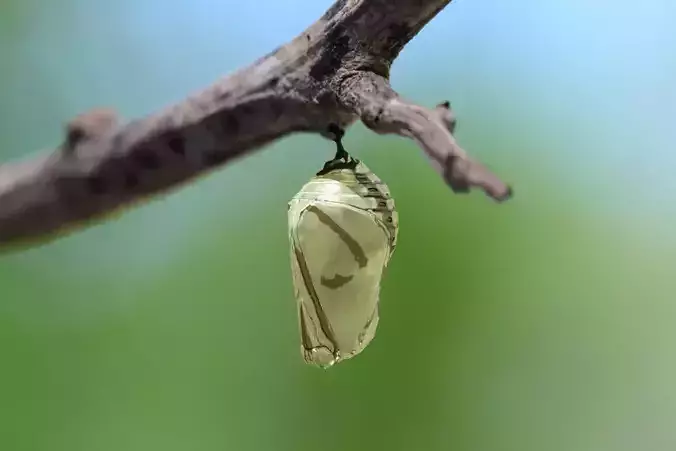 Chrysalis 5 butterfly on branch 3D model