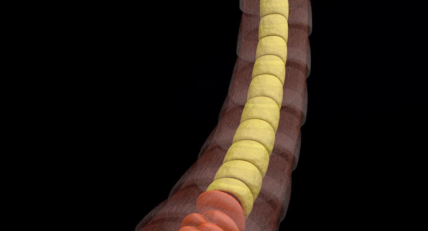 3D sperm spermatozoa 3D model_29