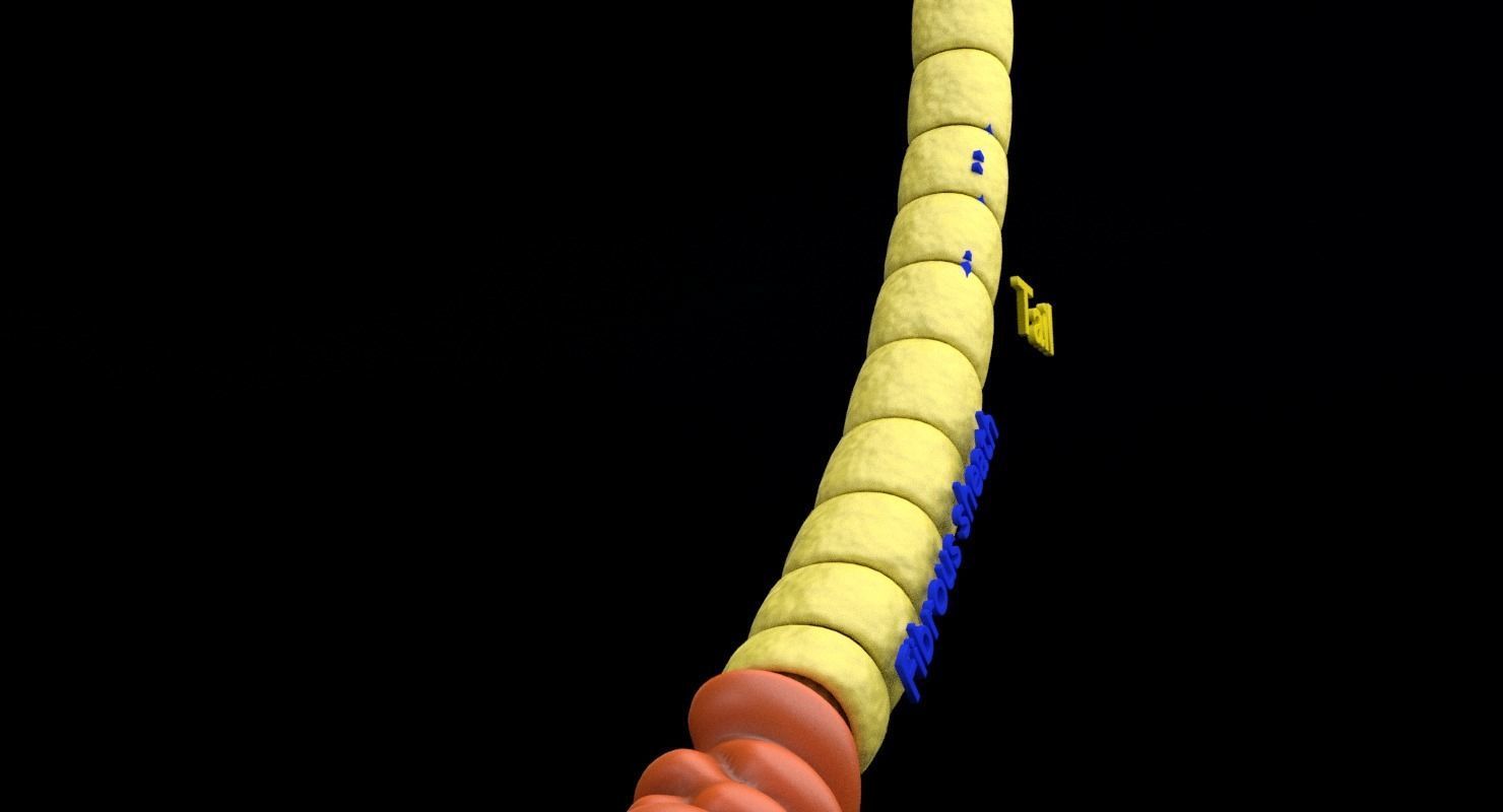 3D sperm spermatozoa 3D model_33