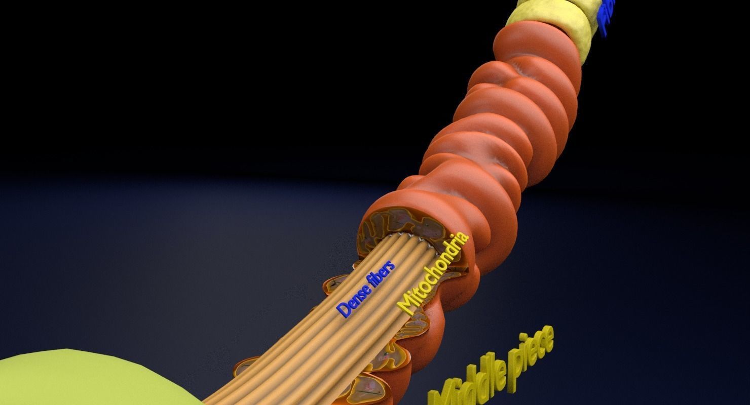 3D sperm spermatozoa 3D model_17