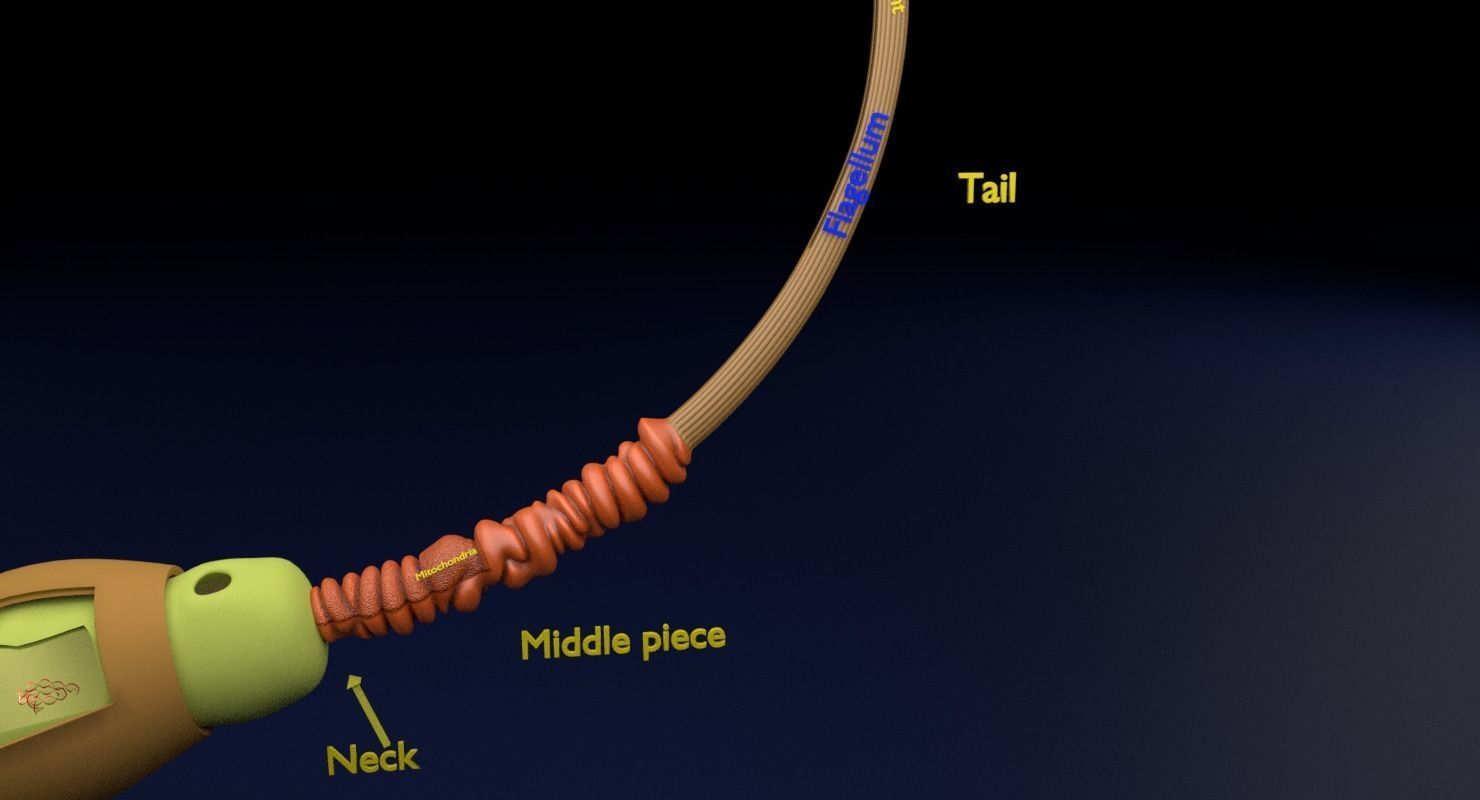 3D sperm spermatozoa 3D model_30