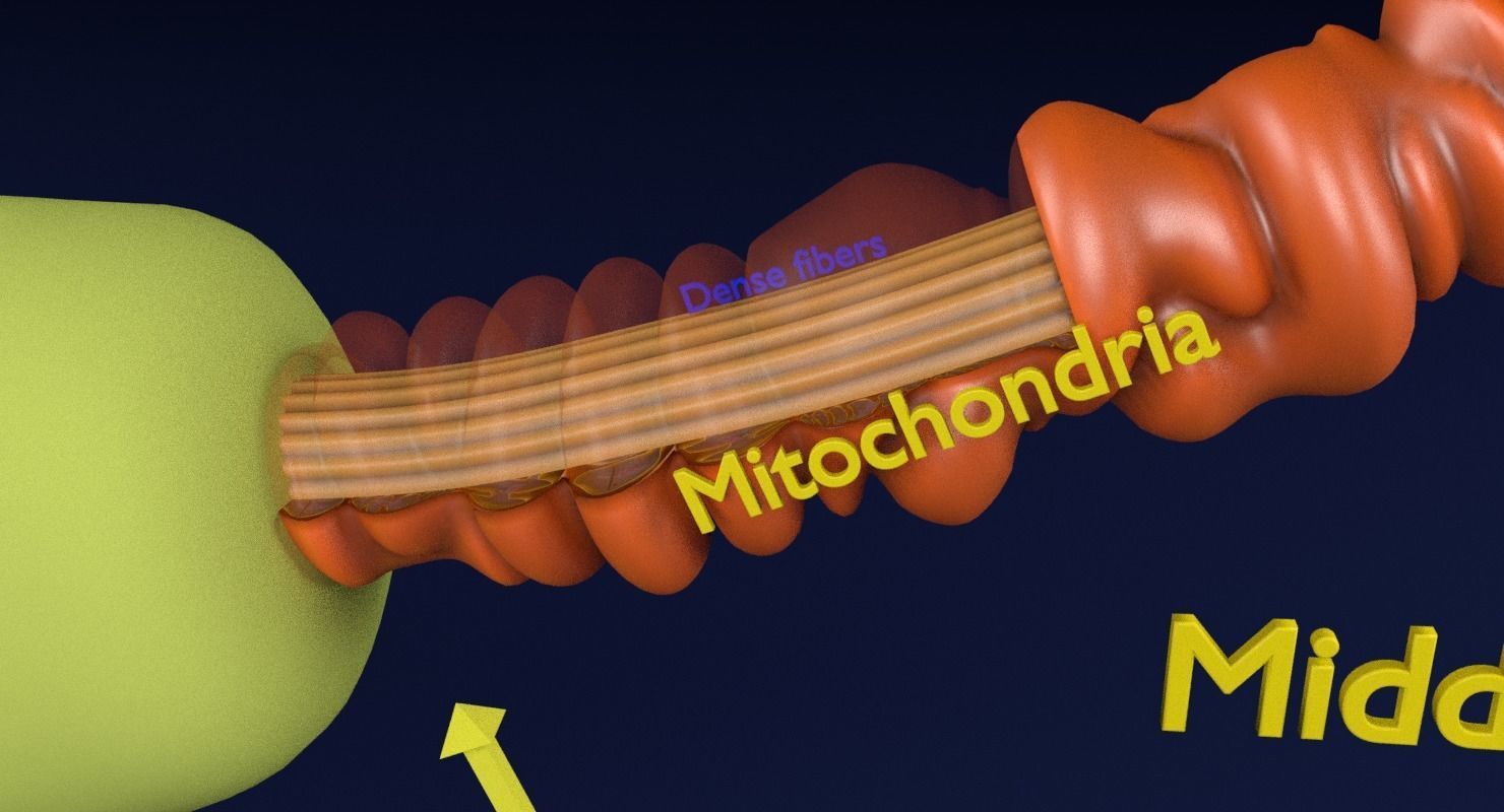 3D sperm spermatozoa 3D model_10