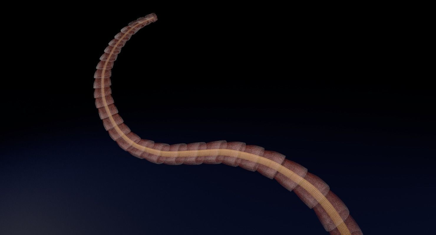 3D sperm spermatozoa 3D model_36