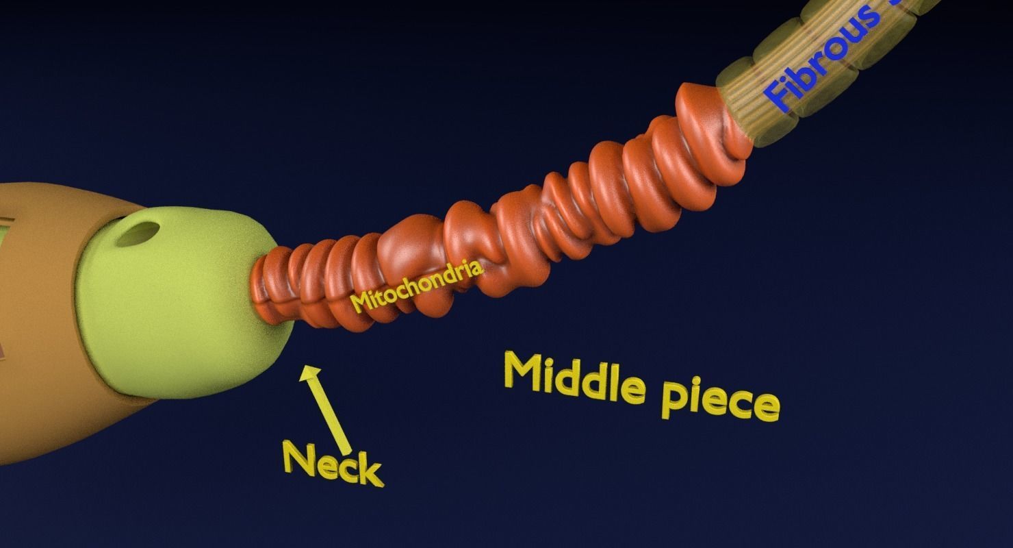 3D sperm spermatozoa 3D model_7