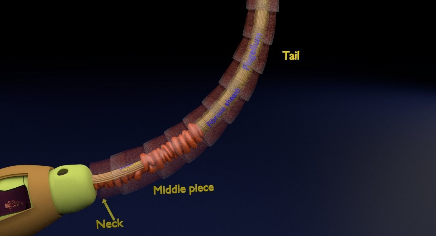 3D sperm spermatozoa 3D model_28