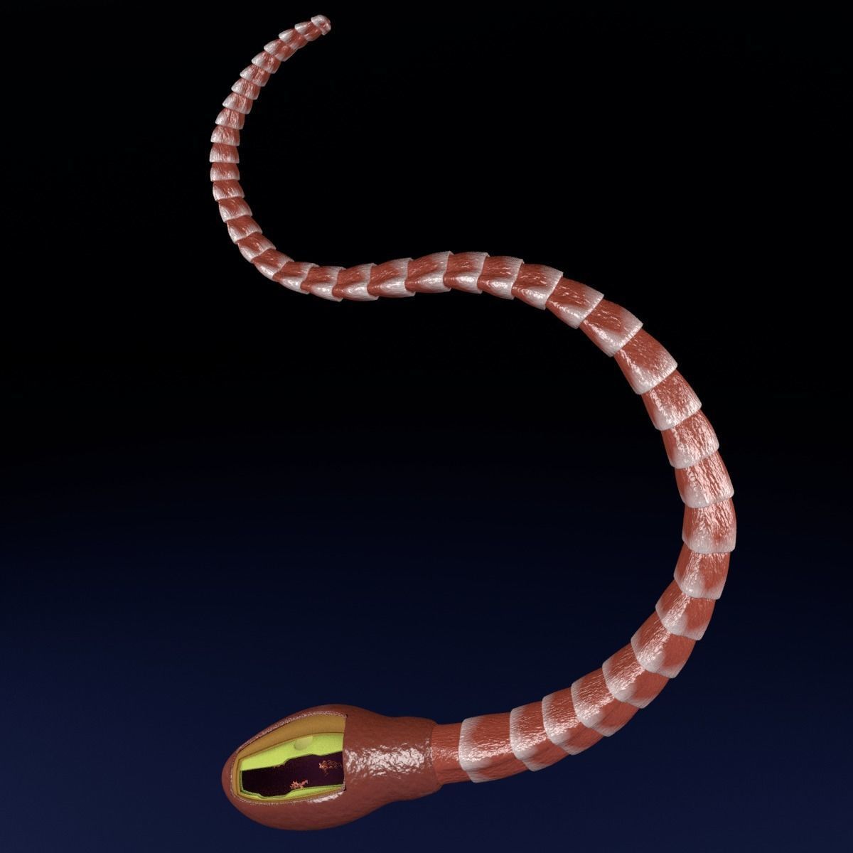 3D sperm spermatozoa 3D model_32